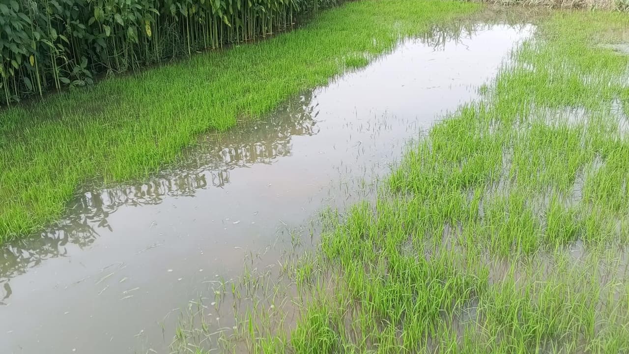 পানির নিচে বগুড়ায় ৪০০ হেক্টর ফসলি জমি