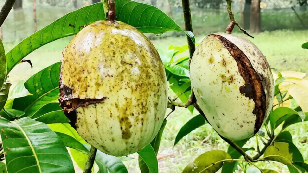 মাছি পোকার হানায় ফজলি আমচাষিদের মাথায় হাত
