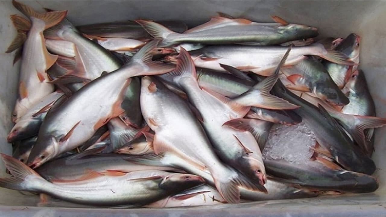 প্রতিবছরই বাড়ছে পাঙাশের দাম