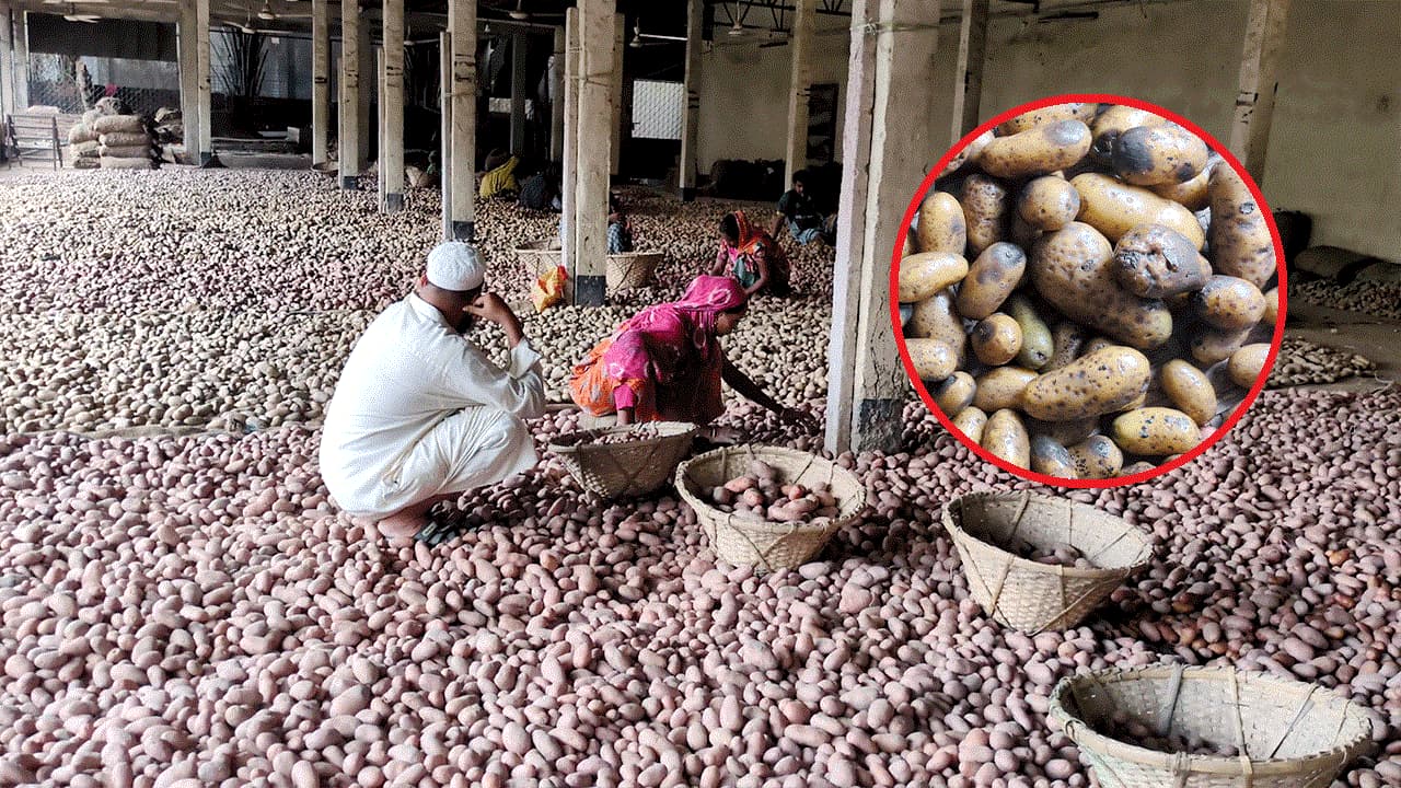 হিমাগারে অ্যামোনিয়া গ্যাসে পচে তিন হাজার টন আলু নষ্ট