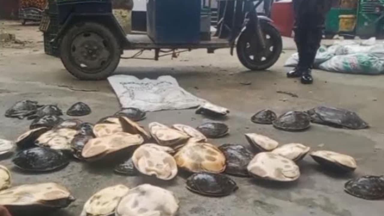 বিজিবির অভিযানে ৬৫ কচ্ছপ উদ্ধার, সালদা নদীতে অবমুক্ত