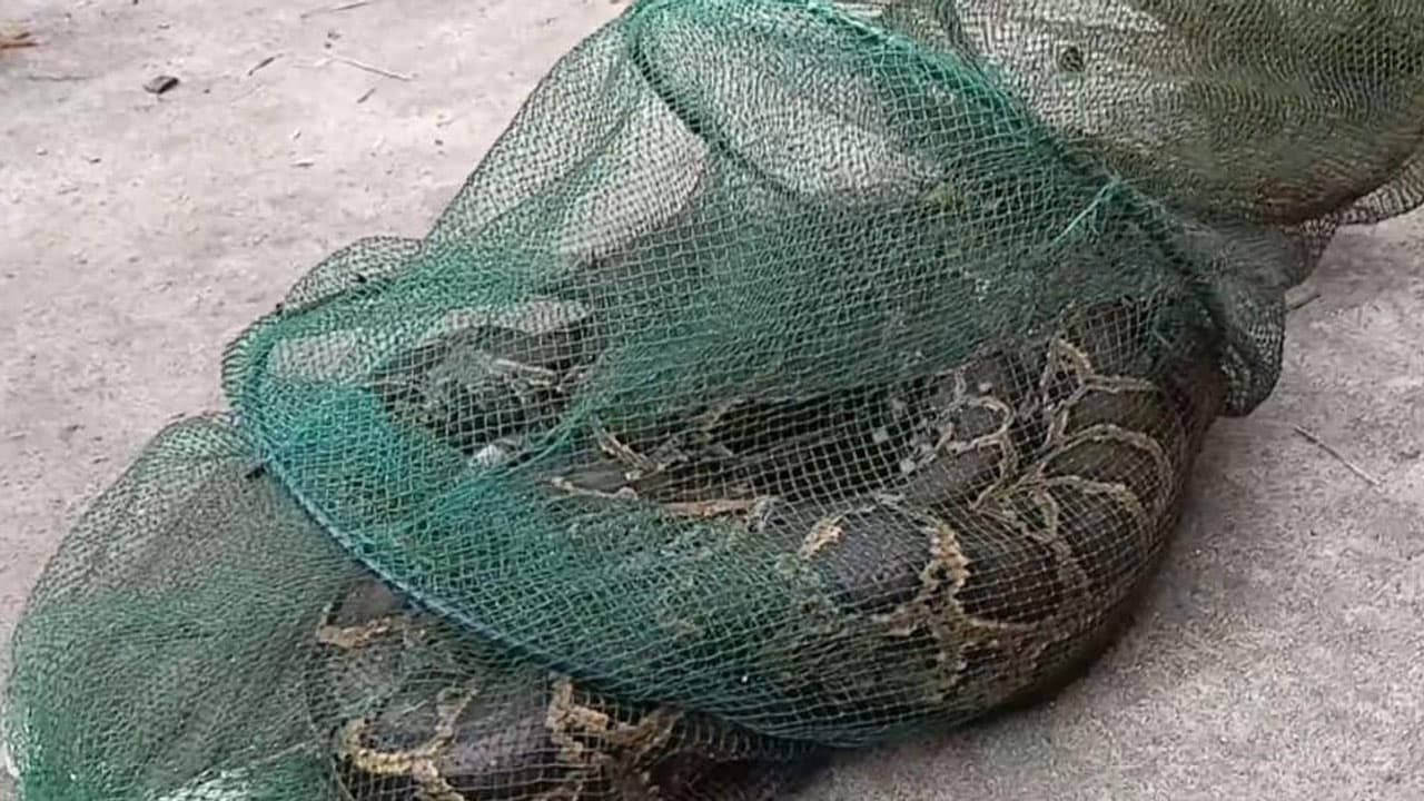 তিস্তায় মাছ ধরতে গিয়ে জালে উঠল ৭ ফুটের অজগর
