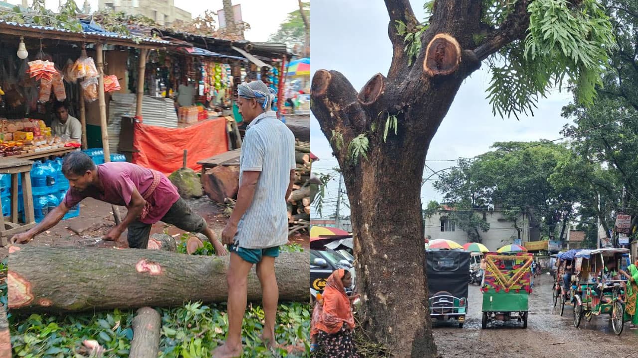 গাজীপুরে সড়ক প্রশস্তকরণের বলি শতবর্ষী গাছ