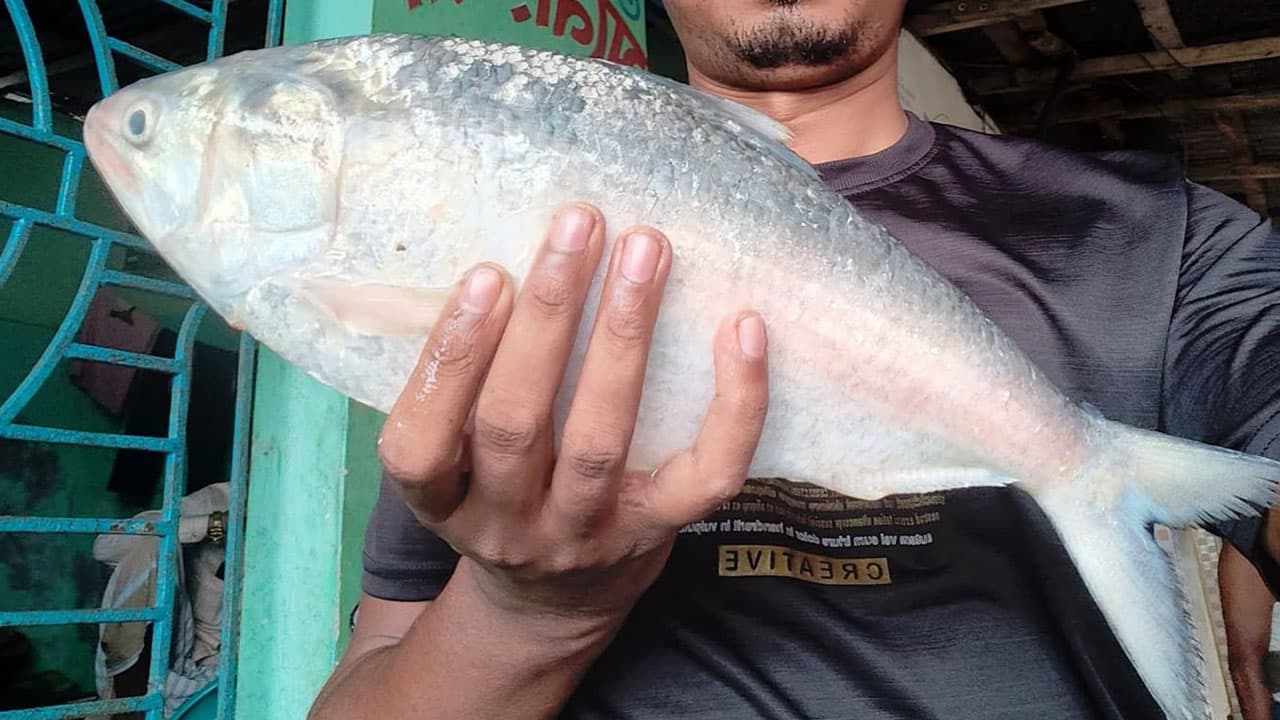 বড় এক ইলিশ বিক্রি হলো ৬ হাজার ৮২৫ টাকা