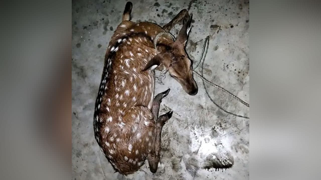 মনপুরায় লোকালয়ে চলে এলো ২৫ কেজির চিত্রা হরিণ