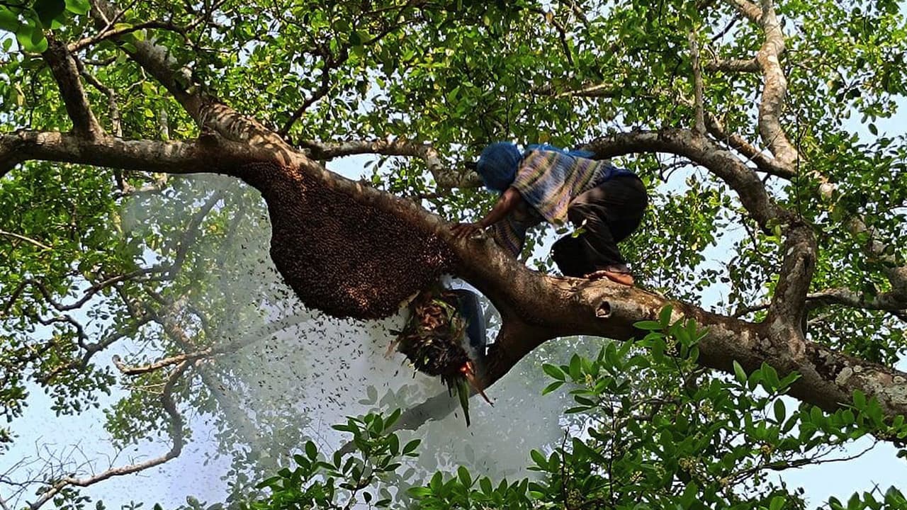 দস্যু আতঙ্কে সুন্দরবনে কমছে মধু সংগ্রহ