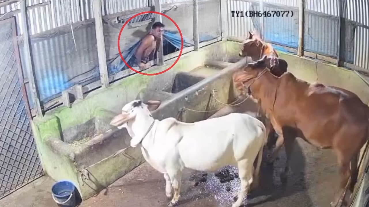 গরুর ডাকে ভাঙল মালিকের ঘুম, গরু রেখেই পালাল চোর