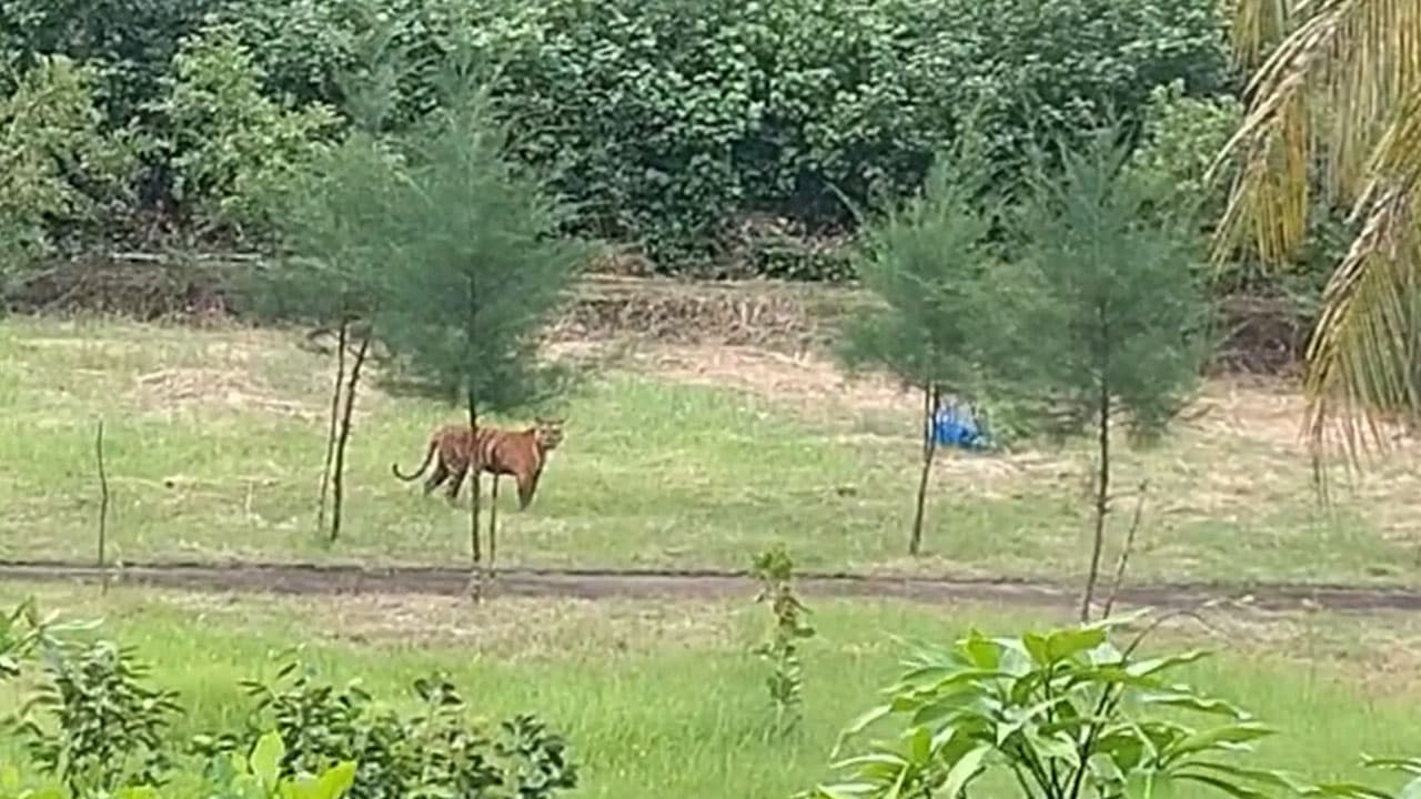 অফিসের সামনে বাঘিনীর ঘোরাফেরা, ক্যামেরায় ধারণ করলেন বনকর্মীরা