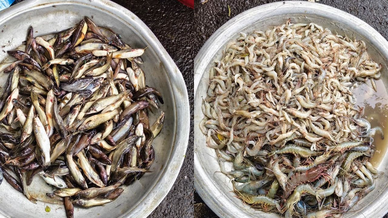 বিলুপ্তির পথে অন্তত ৫০ প্রজাতির দেশি মাছ