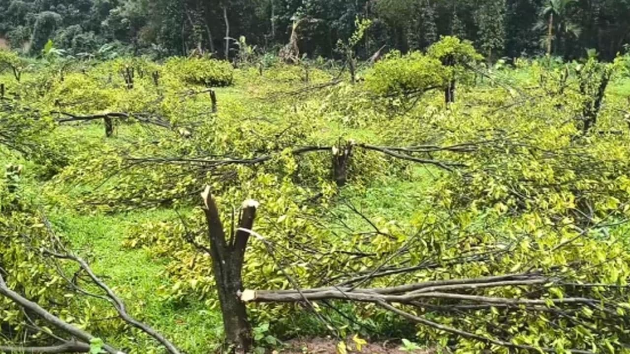 ১২০০ কমলা গাছ কাটার ঘটনায় উচ্চপর্যায়ের তদন্ত কমিটি
