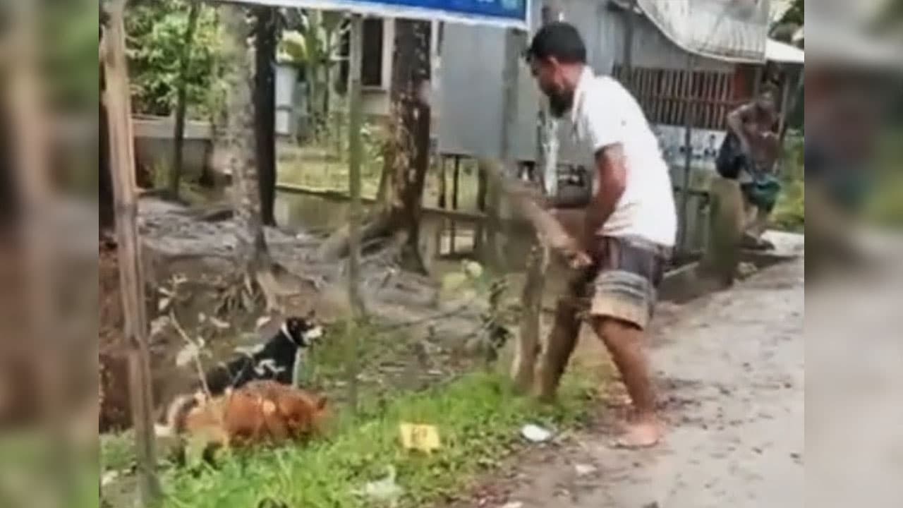 পটুয়াখালীতে দুই পোষা কুকুর পিটিয়ে হত্যায় অভিযুক্তদের গ্রেপ্তারের নির্দেশ