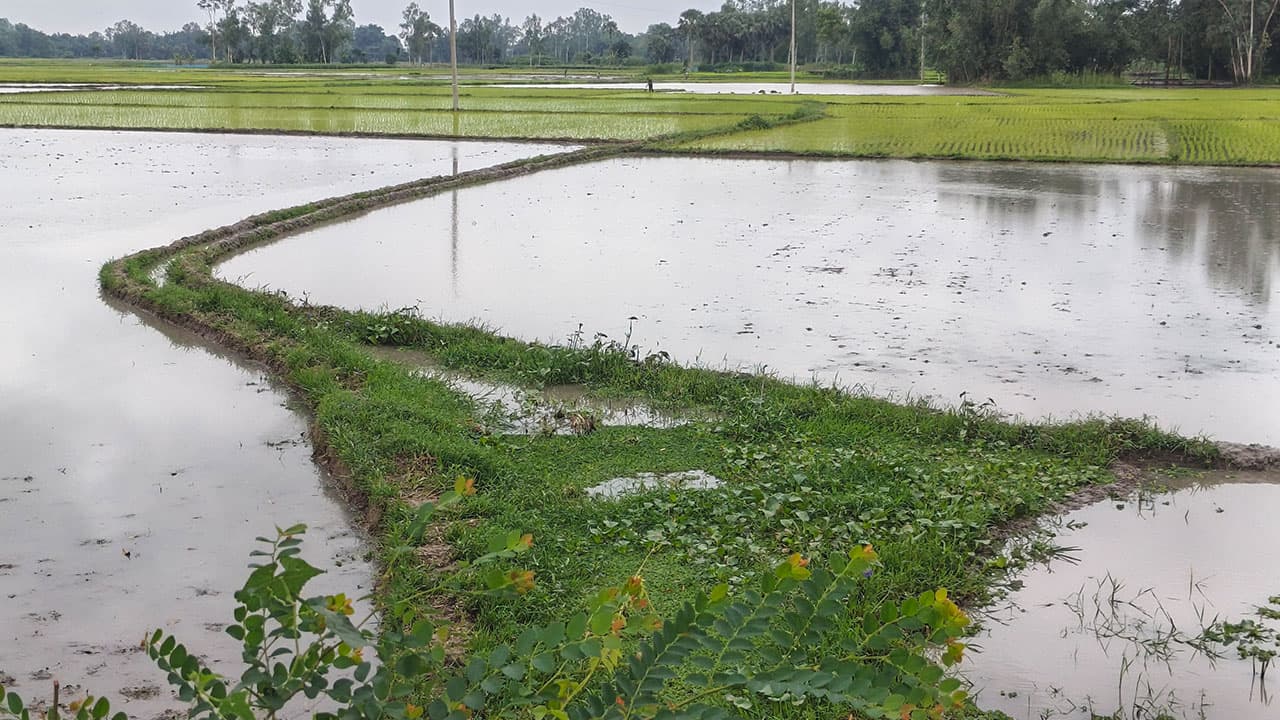 সংস্কারের অভাবে হারিয়ে যাচ্ছে ‘জলদাড়ি’, দুর্ভোগে হাজারও কৃষক