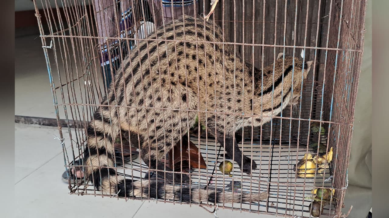 পাবনায় মাছ ধরার ফাঁদে আটকা বিরল গন্ধগোকুল‎