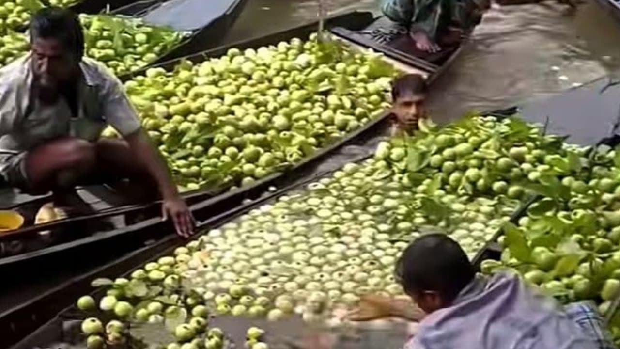 ঝালকাঠির পেয়ারা বাগানে প্রশাসনের নির্দেশনা উপেক্ষা, বাড়ছে দুর্ঘটনা