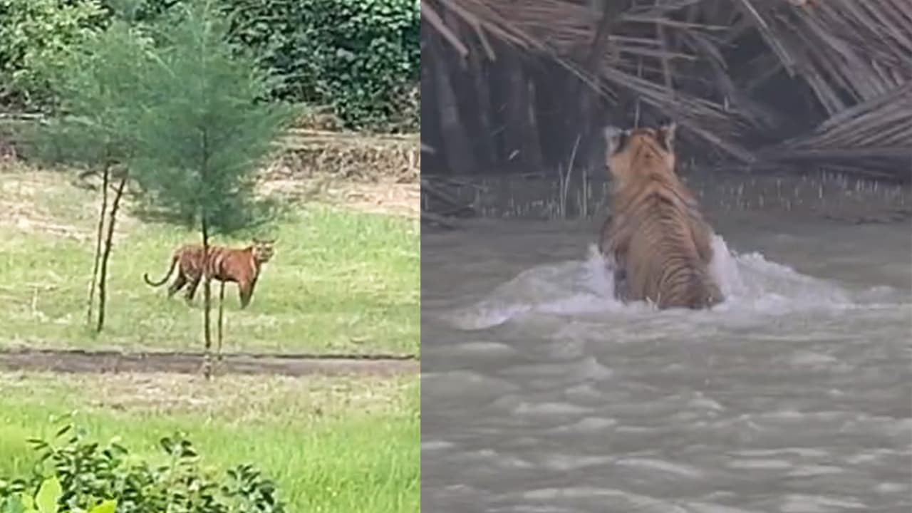 তিন দিনের ব্যবধানে সুন্দরবনে আবারও বাঘের দেখা