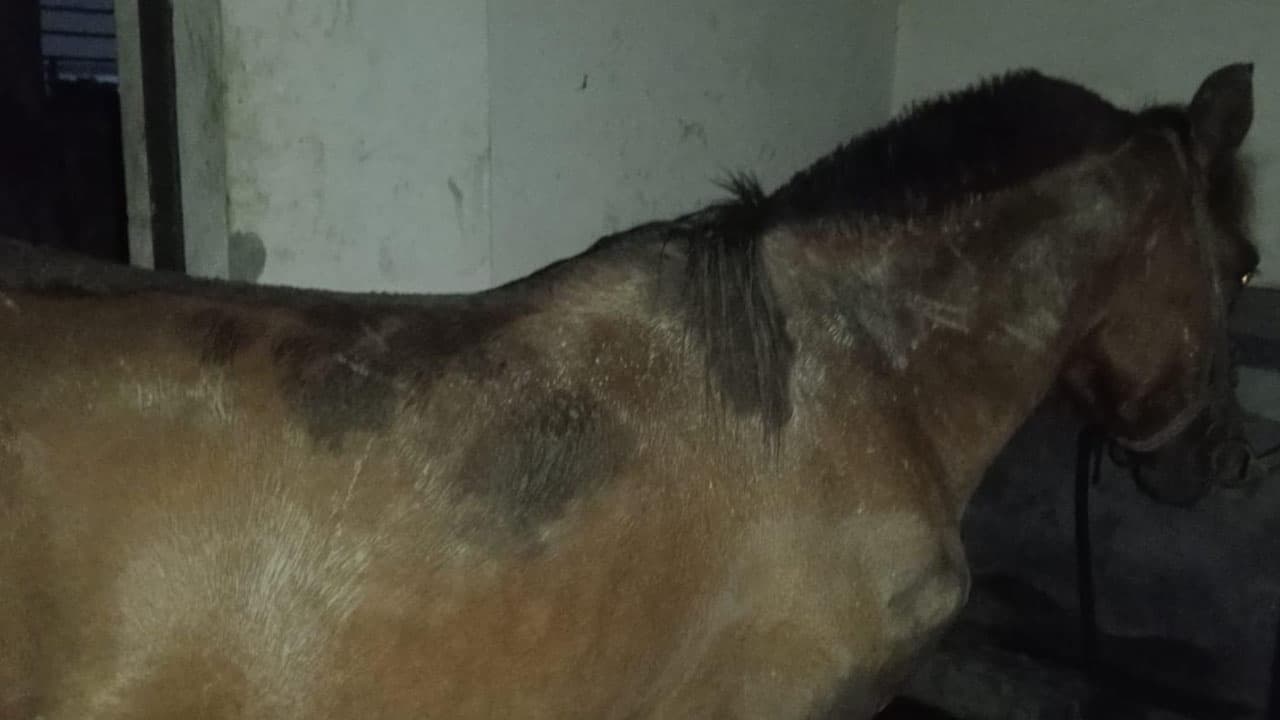 সাভারে পরিত্যক্ত বাড়িতে ঘোড়া জবাই করে রেস্তোরাঁয় সরবরাহ