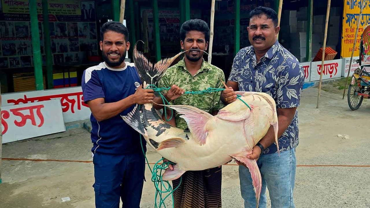 পদ্মায় ২৭ কেজির বিশাল বাগাড় মাছ, বিক্রি ৫১ হাজার ৩০০ টাকায়