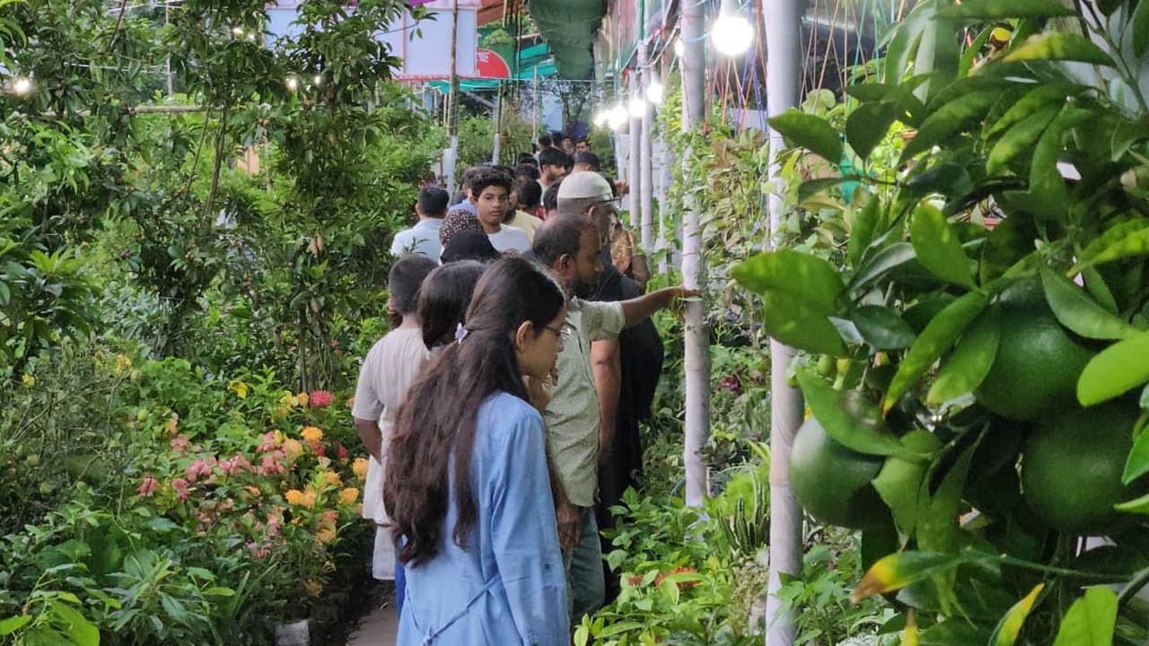 খুলনা বৃক্ষমেলায় আকর্ষণের কেন্দ্রবিন্দু জাপানি ফল পার্সিমন
