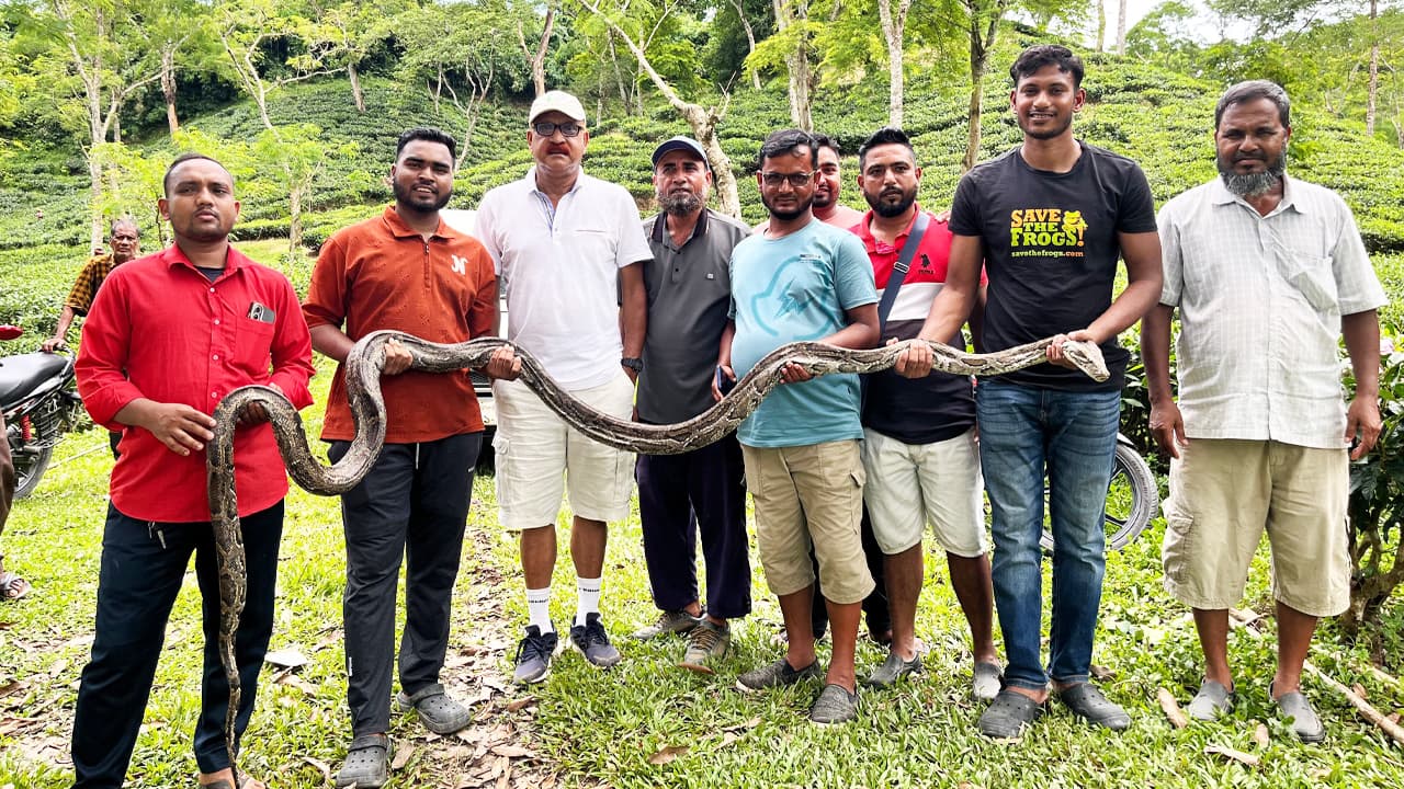 মৌলভীবাজারে চা বাগান থেকে ১৪ ফুট লম্বা অজগর উদ্ধার