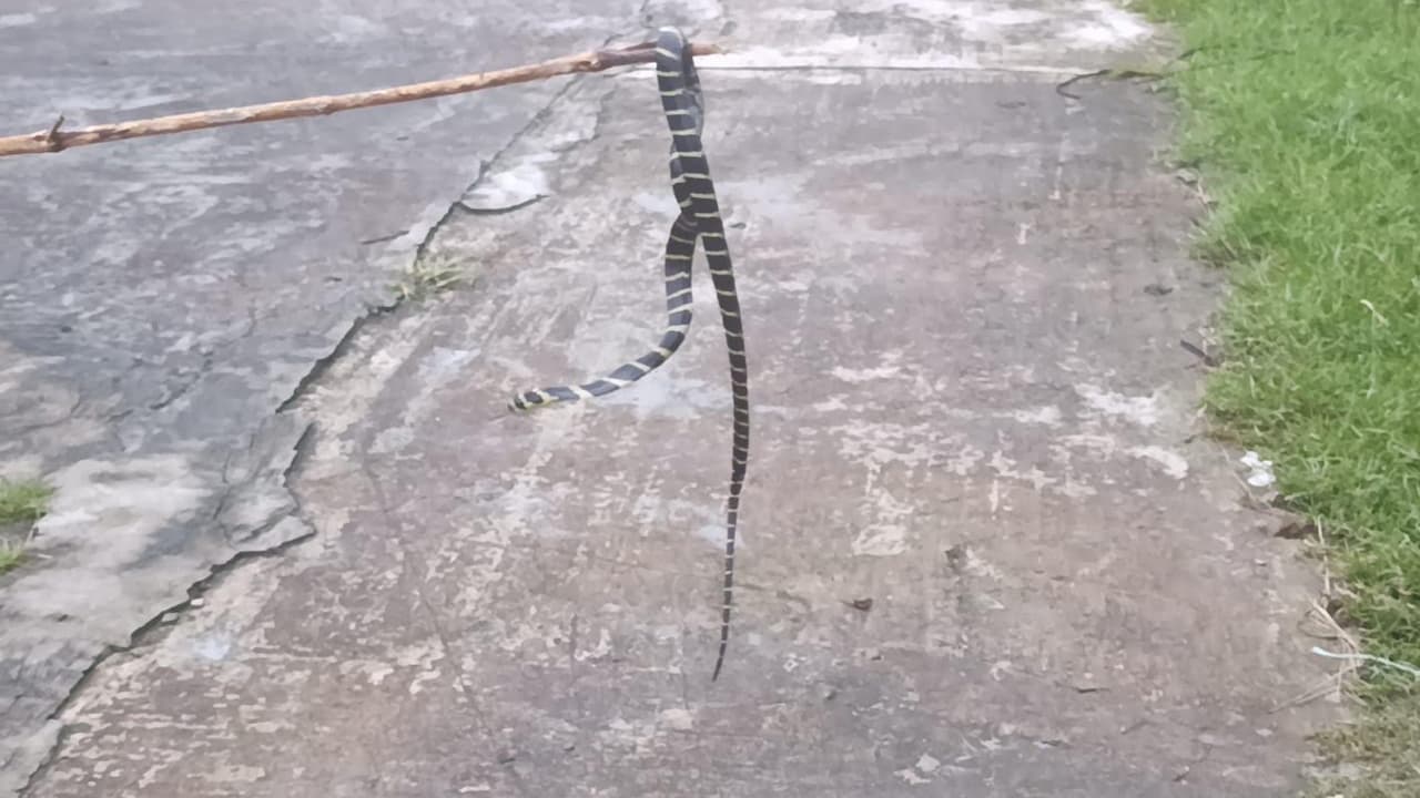 করমজলে ৯ ফুট লম্বা কিং কোবরা উদ্ধার