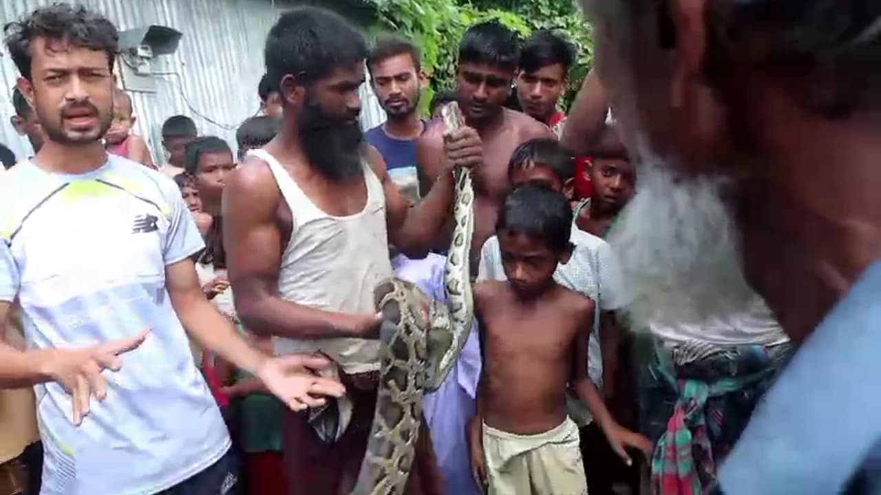 কুড়িগ্রামে ১০ ফুট লম্বা অজগর উদ্ধার