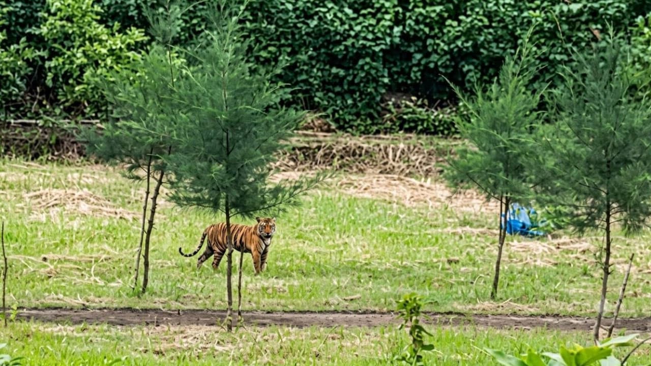 বিশ্ব বাঘ দিবস: সুন্দরবনে বাঘের সংখ্যা বাড়লেও অস্তিত্বের সংকট কাটেনি