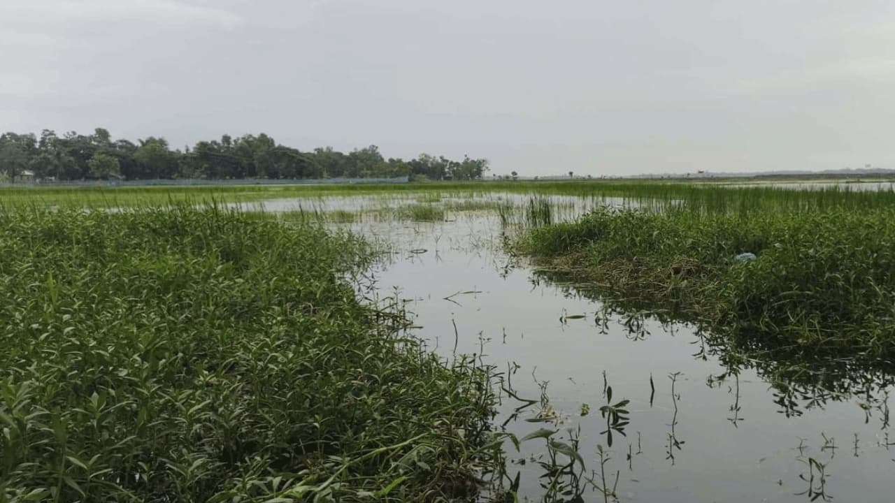 সাতক্ষীরার ভেটখালী বিলে জলাবদ্ধতায় দিশেহারা কৃষক