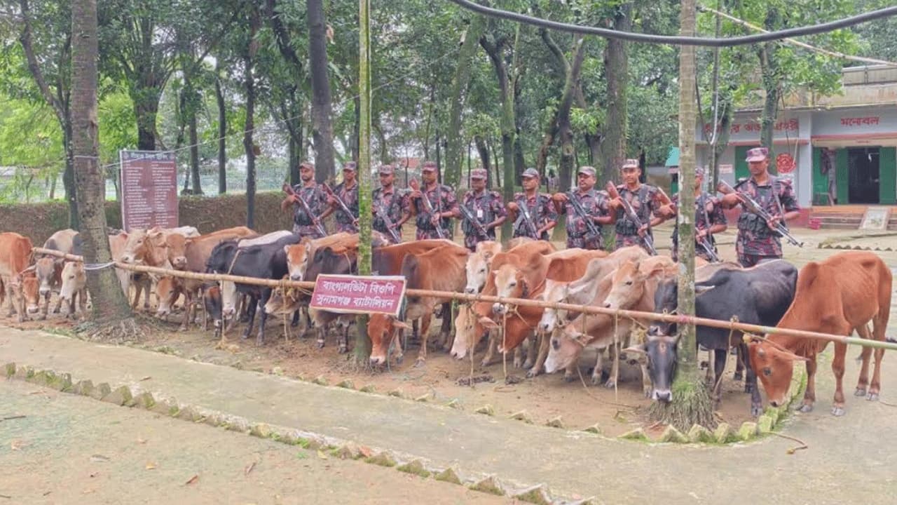 মধ্যনগর সীমান্তে নৌকাসহ ২৮টি গরু জব্দ করল বিজিবি
