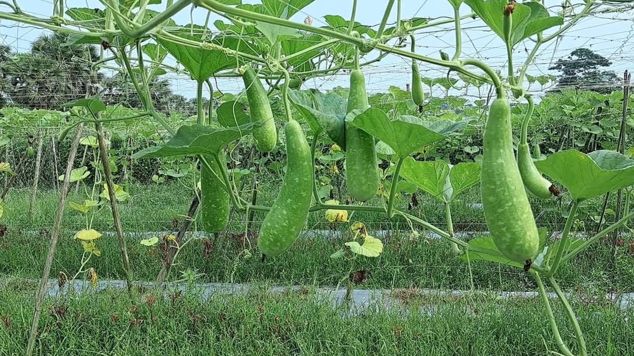 বাগেরহাটে অফ সিজনে লাউ চাষে বাম্পার ফলন, লাভবান হচ্ছেন কৃষকরা