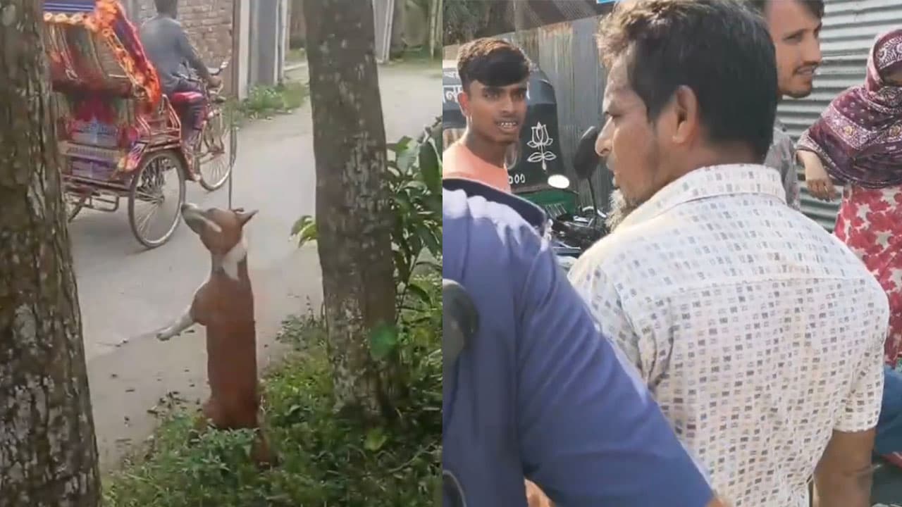জামালপুরে কুকুরকে গাছে ঝুলিয়ে হত্যা, মুচলেকায় মুক্তি অভিযুক্তের