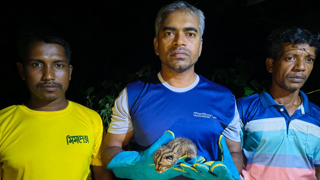 চুয়াডাঙ্গায় উদ্ধারকৃত দুটি মেছোবিড়ালের বাচ্চাকে মায়ের কাছে ফিরিয়ে দিল পরিবেশবাদী সংগঠন