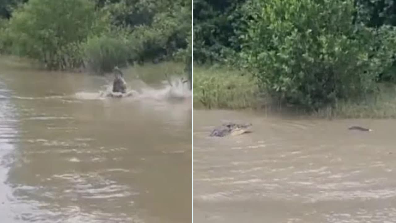 সুন্দরবনের ঢাংমারি খালে কুমিরের ছাগল শিকার, আতঙ্কিত স্থানীয়রা