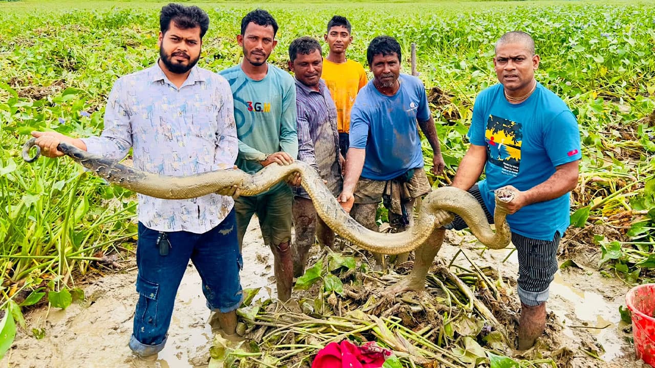শ্রীমঙ্গলে বিশাল অজগর উদ্ধার