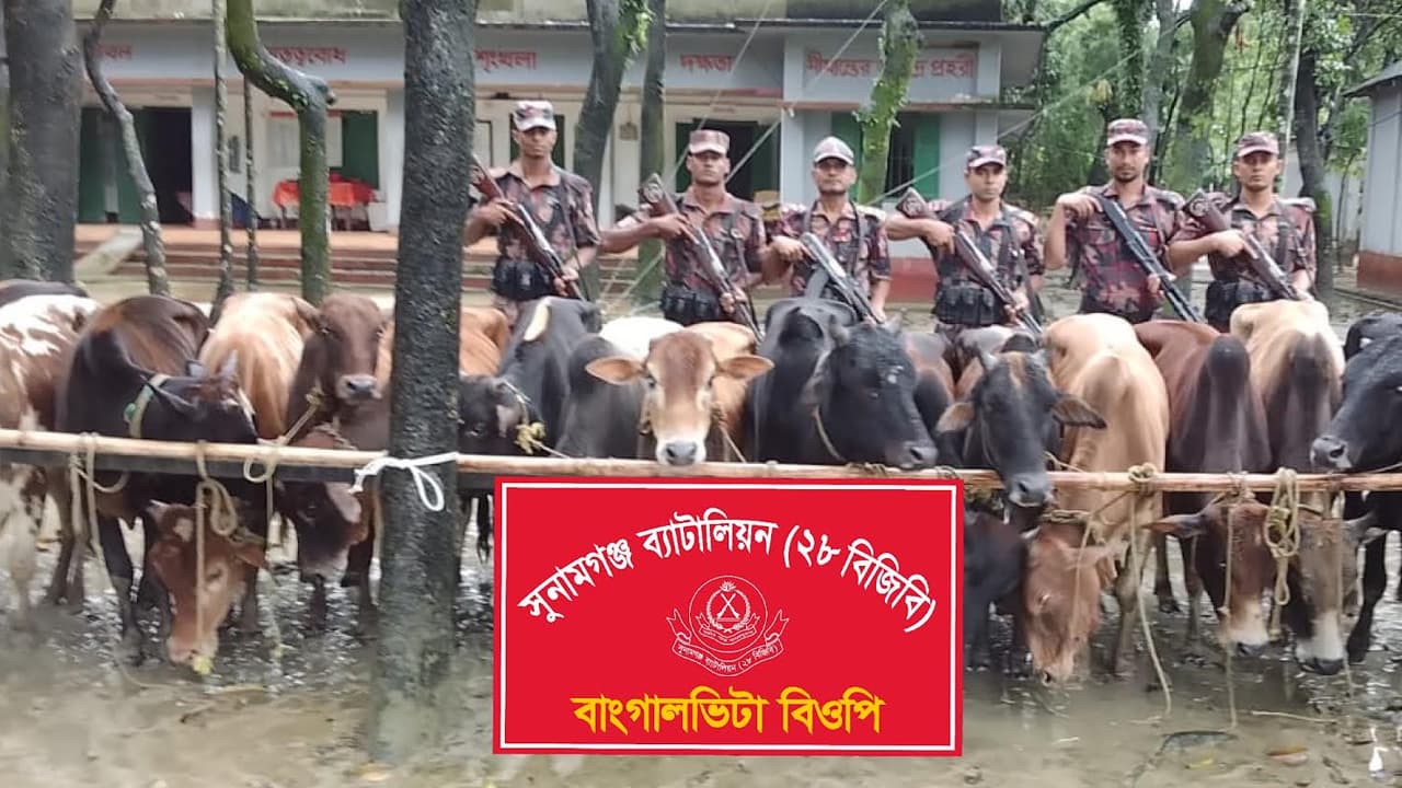 সুনামগঞ্জে চোরাচালানের ২৮টি ভারতীয় গরু জব্দ করল বিজিবি