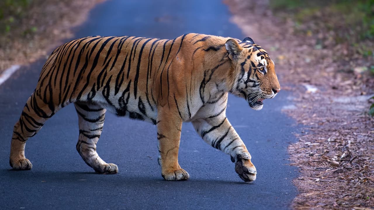 ঘরে ঢুকে ঘুমন্ত নারীকে টেনে নিয়ে গেল বাঘ