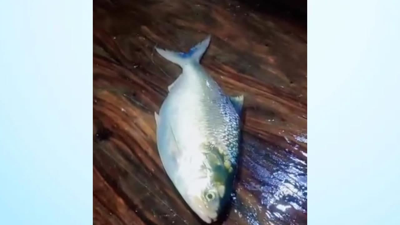 কমলনগরে ২ কেজি ৩০০ গ্রামের 'রাজা ইলিশ' ১০ হাজার ৫০০ টাকায় বিক্রি