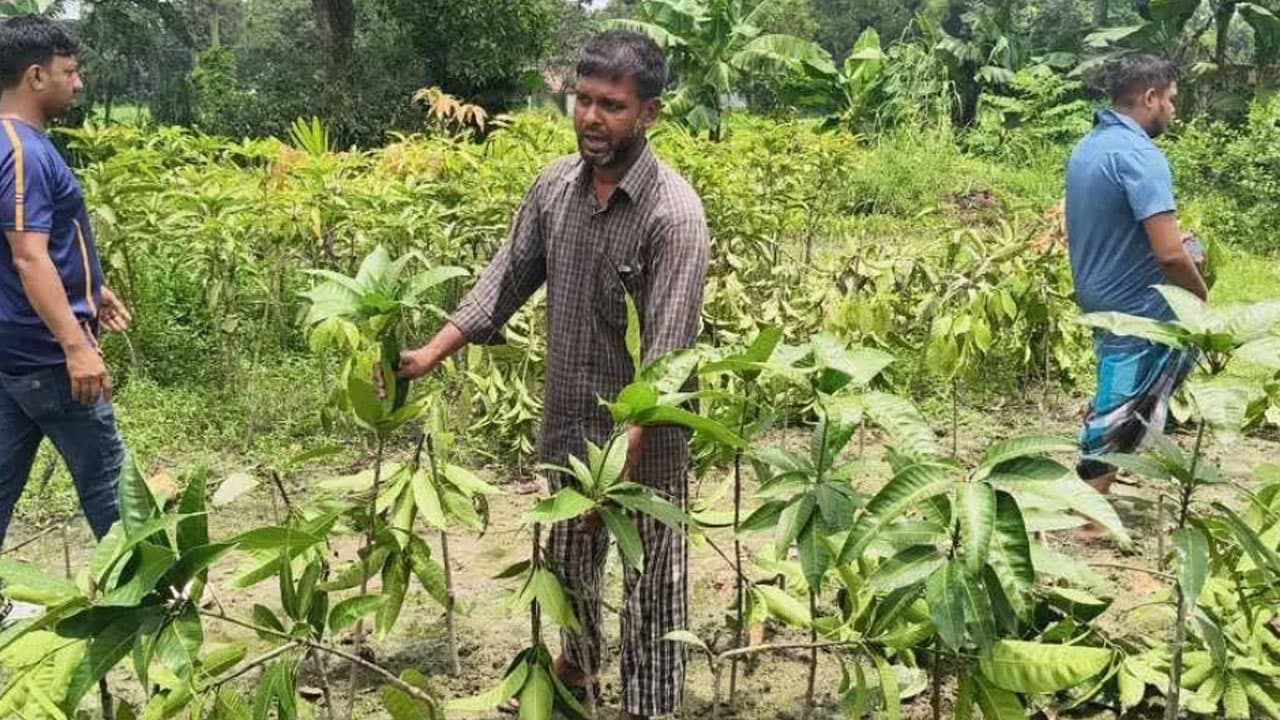 কুমিল্লার লালমাইয়ে নার্সারিতে হামলা, পাঁচ শতাধিক চারা গাছ নষ্ট