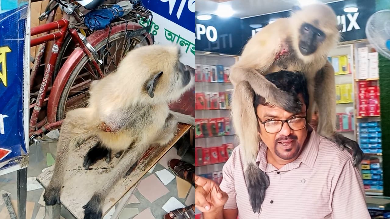 কেশবপুরে আহত কালোমুখ হনুমানের চিকিৎসা নিল ফার্মেসিতে