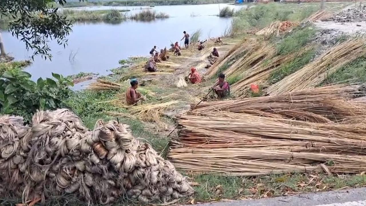 চাঁদপুরে পাটের বাম্পার ফলন, তবু ন্যায্যমূল্যের অপেক্ষায় চাষিরা