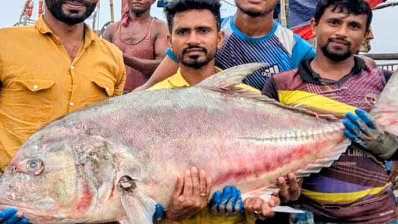 কুয়াকাটায় ৫৪ কেজির বিশাল তবল মাছ, বিক্রি ৩৬ হাজার টাকায়