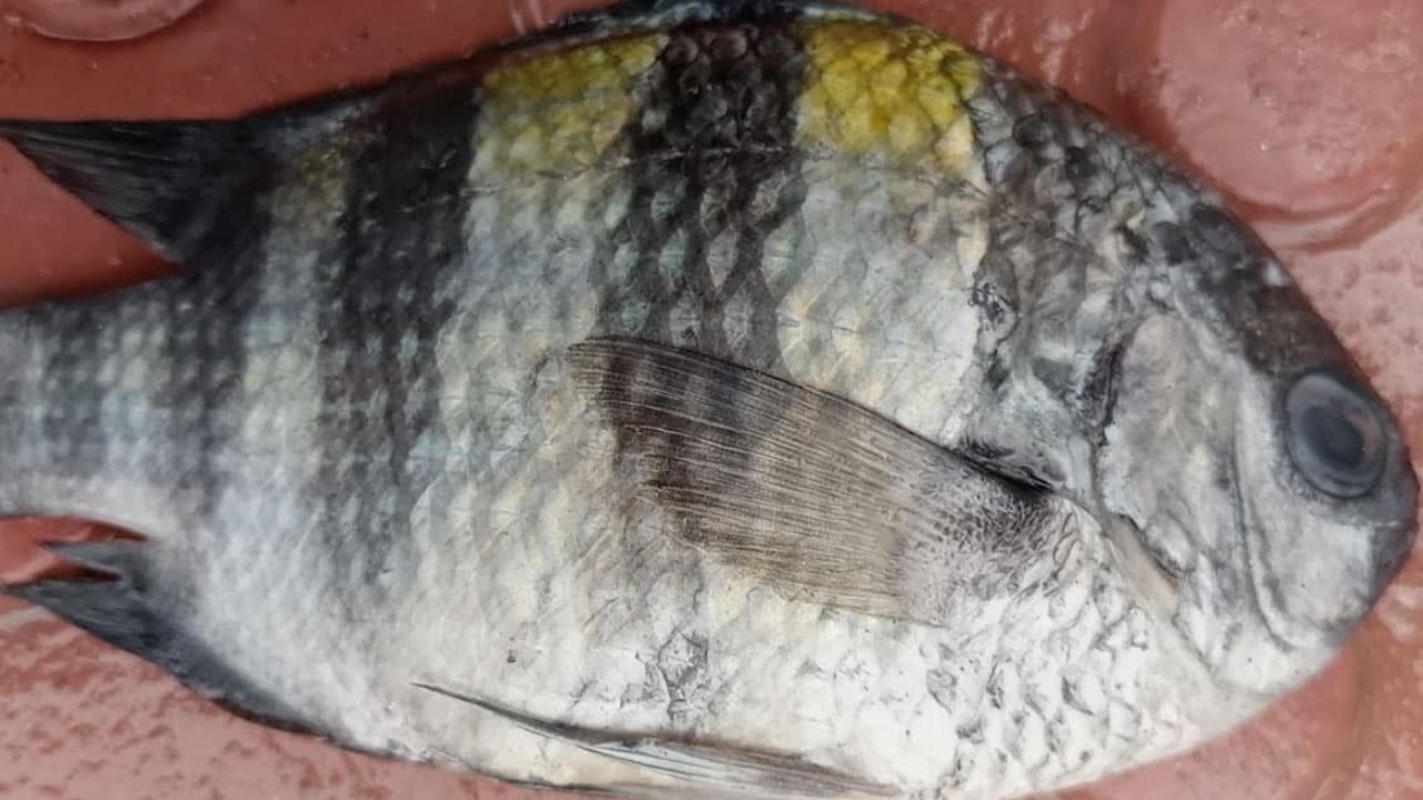 কুয়াকাটায় জেলের জালে ধরা পড়ল বিরল 'সার্জেন্ট মেজর' মাছ