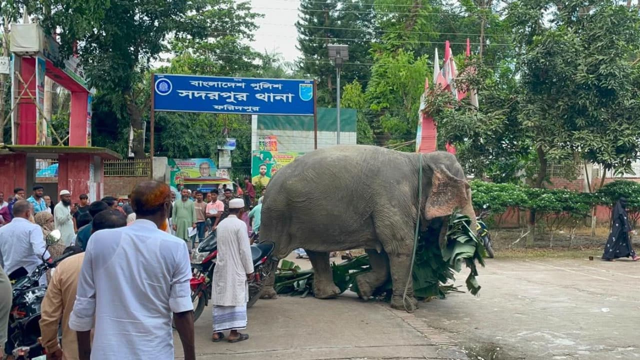 আদালতের আদেশে মালিকের কাছে ফিরছে আটক হাতি