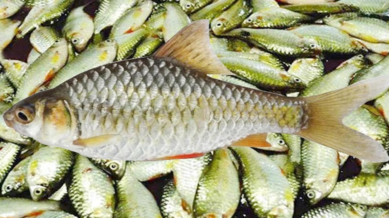 আড়িয়াল বিলের দেশীয় মাছে মাইক্রোপ্লাস্টিক শনাক্ত, সবচেয়ে বেশি পাওয়া গেল কই মাছে