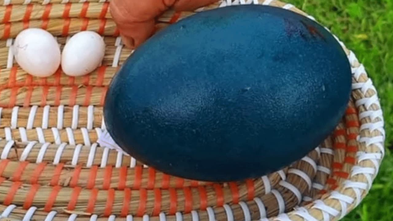 মৌলভীবাজারের বার্ড পার্কে উটপাখি ও এমুর ডিম: দর্শনার্থীদের উপচে পড়া ভিড়