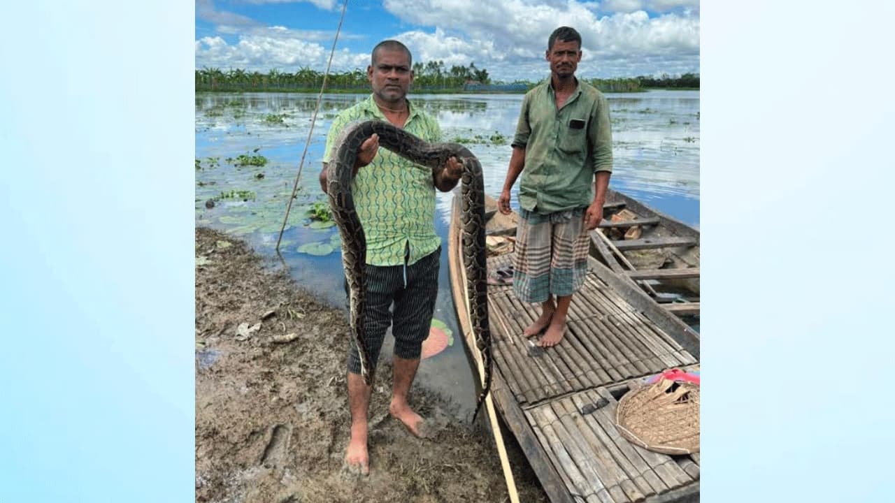 শ্রীমঙ্গলে পরিত্যক্ত জালে আটকা পড়ে অজগরের মৃত্যু