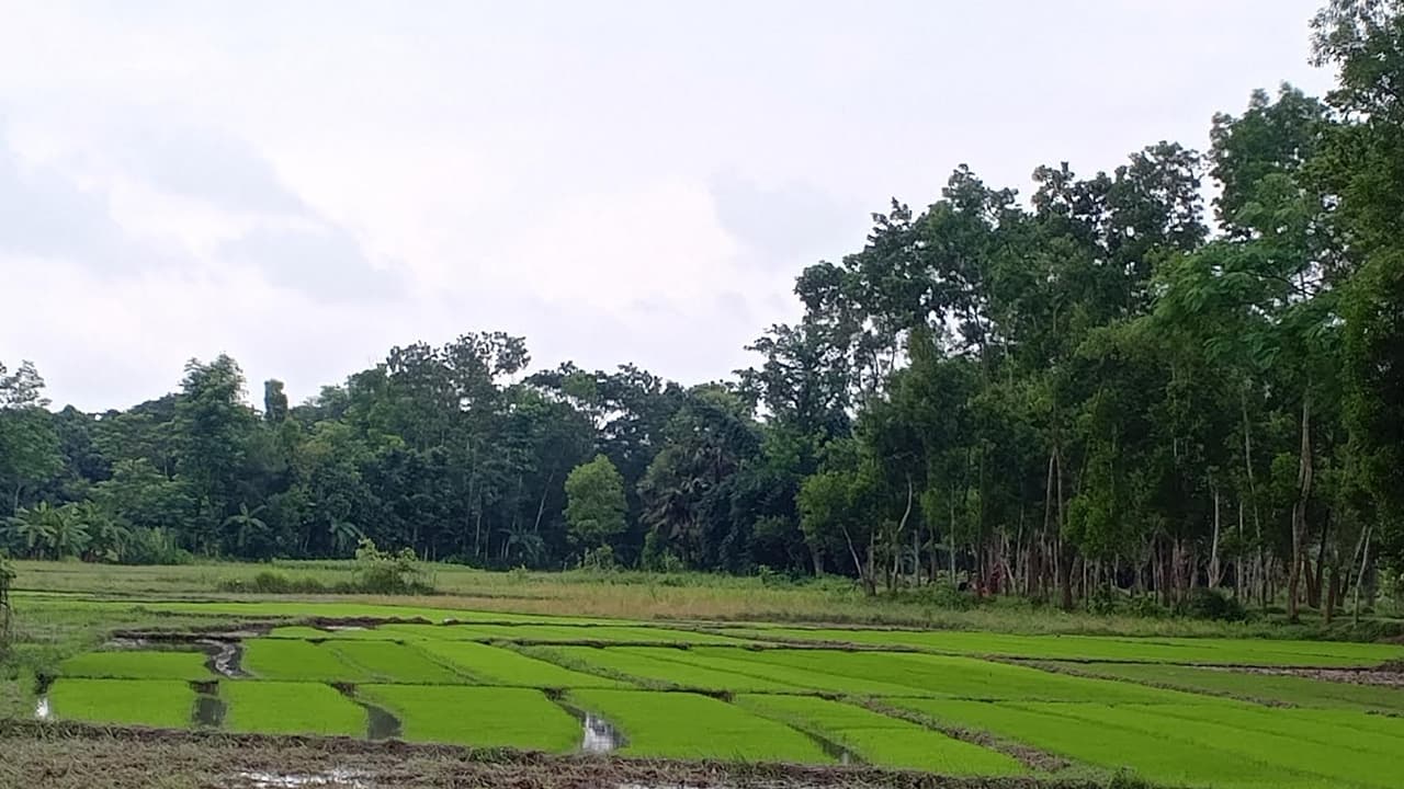 জলাবদ্ধতা ও বৃষ্টির কবলে ফেনীর রোপা আমন, শঙ্কিত কৃষকেরা