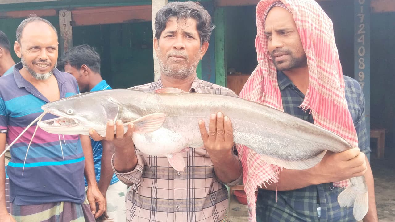 রাজবাড়ীতে বড়শিতে ধরা পড়ল বিশাল বোয়াল, বিক্রি ১৫ হাজার ৪০০ টাকায়