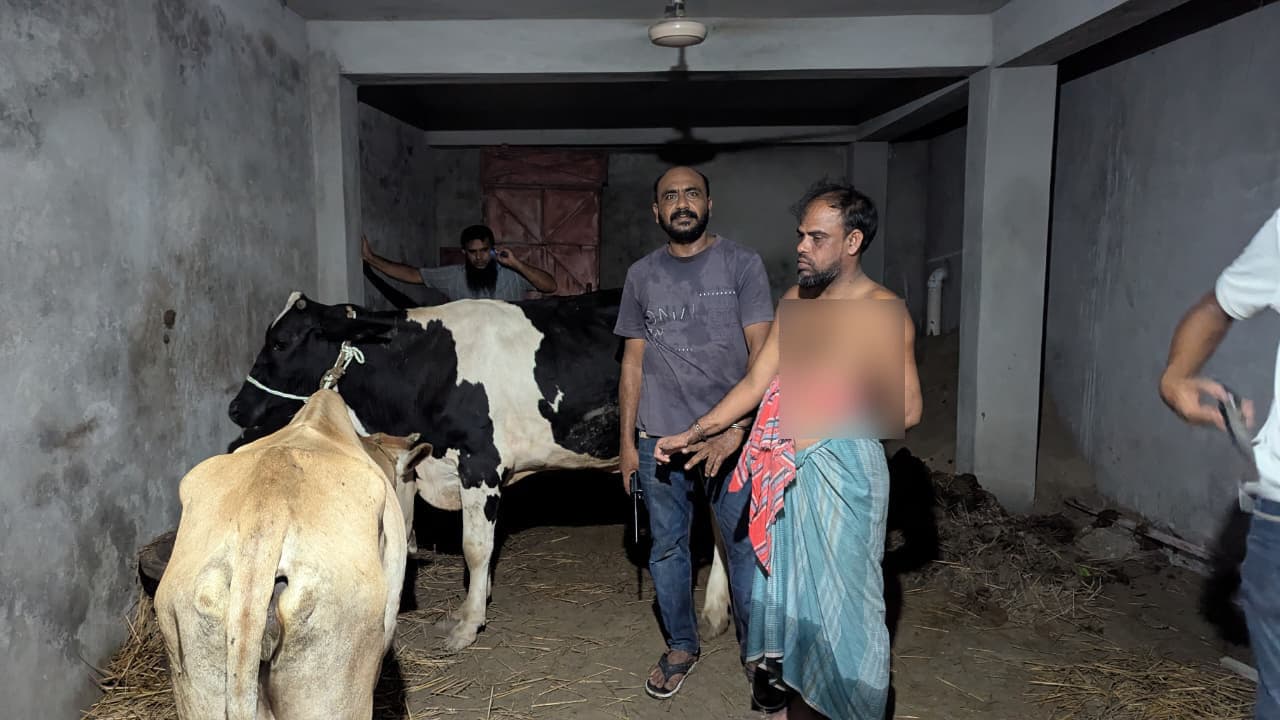 পাবনায় গোপন কক্ষ থেকে দুটি চোরাই গরু উদ্ধার, যুবদল কর্মী আটক