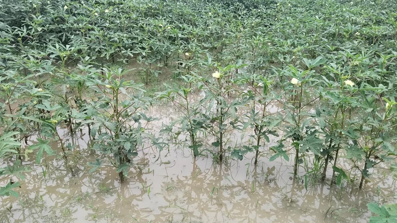 ঈশ্বরদীতে টানা বৃষ্টিতে তলিয়ে গেল শত শত একর সবজি ক্ষেত