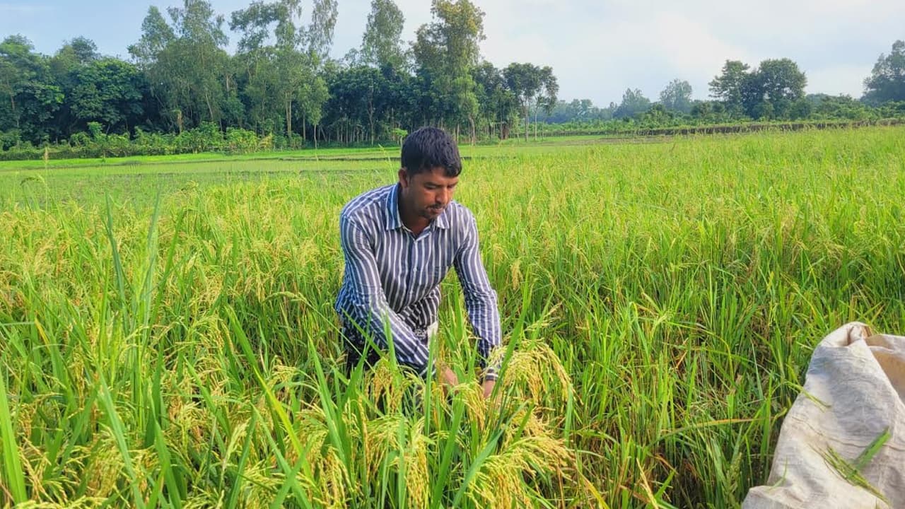 নরসিংদীর রায়পুরায় পাখির আক্রমণে আউশ ধানের ব্যাপক ক্ষতি, দিশেহারা কৃষকরা